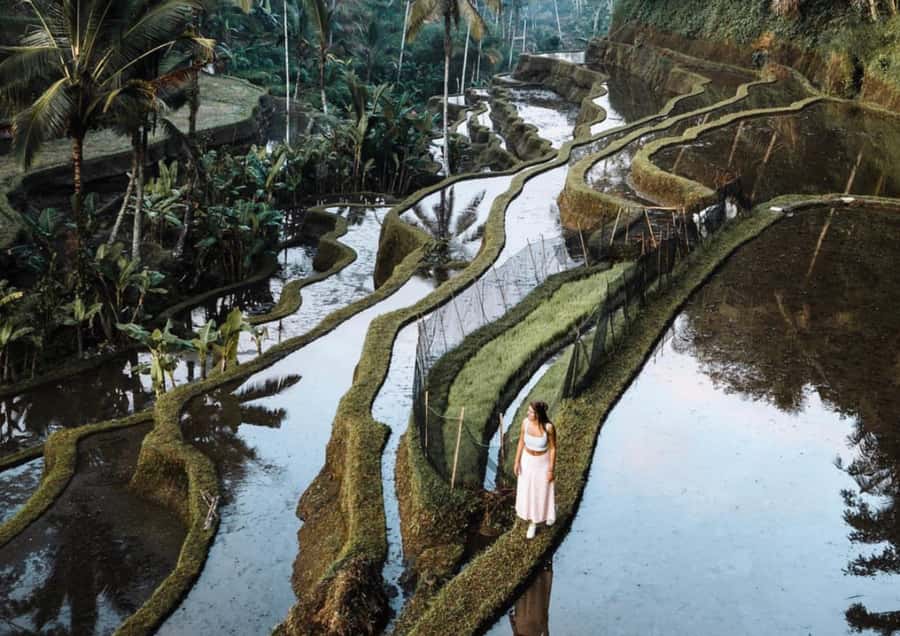 Ubud: Tegalalang Rice Terrace Photos Tour with Swing Ticket - The jungle swing ticket: safety rules and how to choose your moment