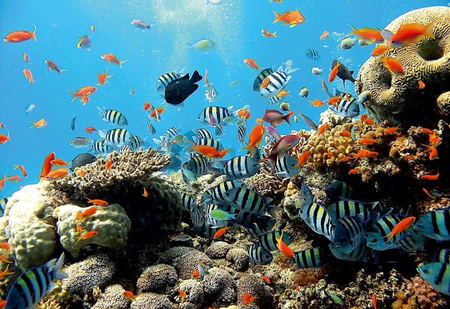 Ubud: Tegenungan Waterfall, Snorkeling, and Canyoning Tour - Price and value: is $71 per person a smart buy?