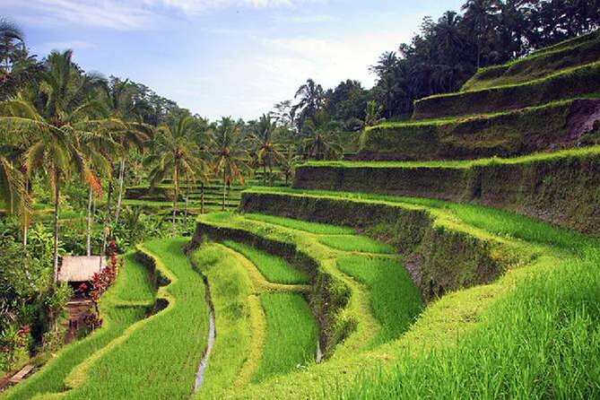 Ubud Tour - Best of Ubud - All Inclusive - Door-to-Door Pickup: Real Convenience in Ubud