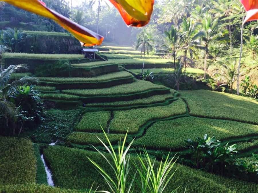 Ubud & Volcano Hot Springs Tours - Bali Temen Coffee Plantation: How Very Expensive Coffee Gets Made