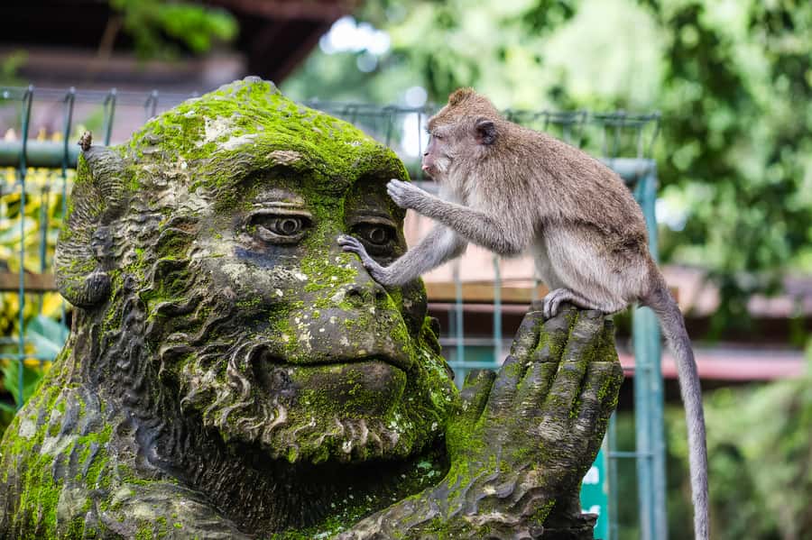 Ubud: Waterfall, Rice Terraces & Monkey Forest Private Tour - Ubud Monkey Forest: macaques, a temple sanctuary, and simple safety rules