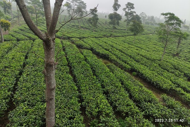 Volcano, Hot Spring, Tea Factory, rice fields and Coffee Tour - Full-Day Bandung and Subang From Jakarta: What the Day Feels Like