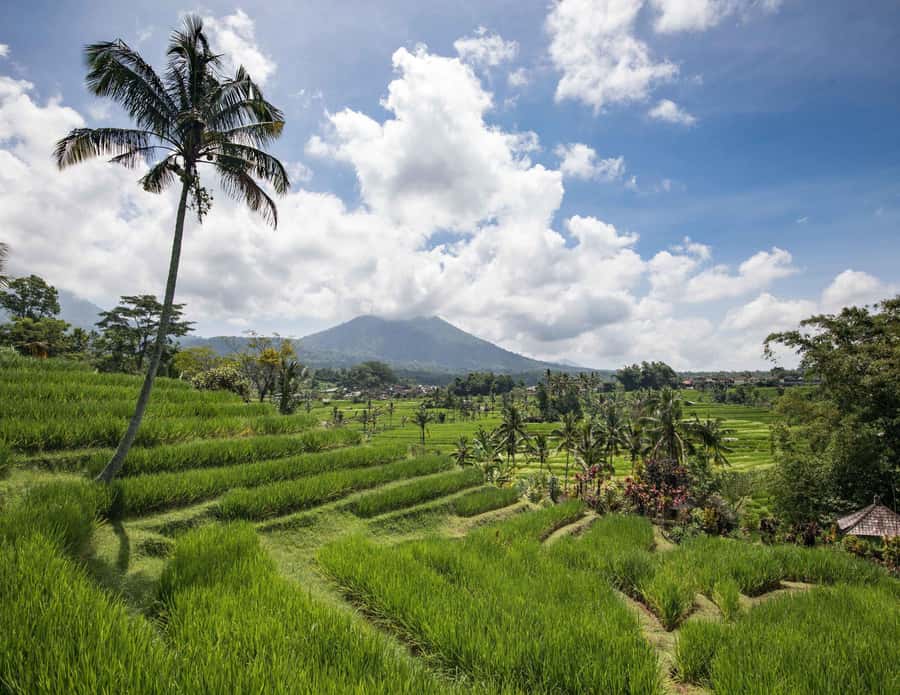 West Bali: Jatiluwih Rice Terrace and Tanah Lot Sunset Tour - Jatiluwih rice terrace trekking and lunch with rice paddies all around