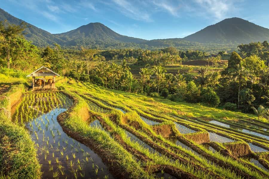 West Bali: Jatiluwih Rice Terrace and Tanah Lot Sunset Tour - Pura Luhur Batukaru, forest air, and temple serenity at 1,300 meters