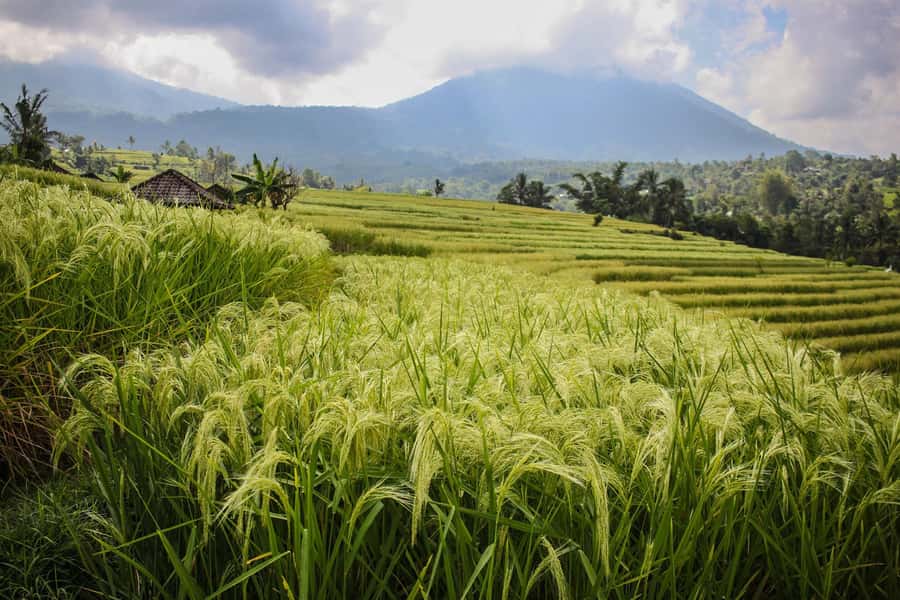 West Bali: Jatiluwih Rice Terrace and Tanah Lot Sunset Tour - Price and value: why $30 can work, and where extra costs can appear
