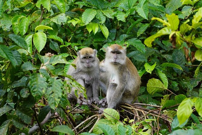 Wonderful 2Days 1Night Bukit Lawang Jungle Trekking Free Rafting - Your camp night near the river, what it really feels like