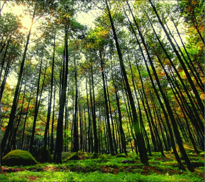 Yogyakarta: Jurang Tembelan, Pine Forest, and Timang Beach - Timang Beach: Cliffs, Waves, and the Manual Gondola Choice