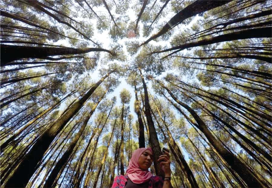 Yogyakarta: Jurang Tembelan, Pine Forest, and Timang Beach - Practical Stuff You Should Do Before You Go