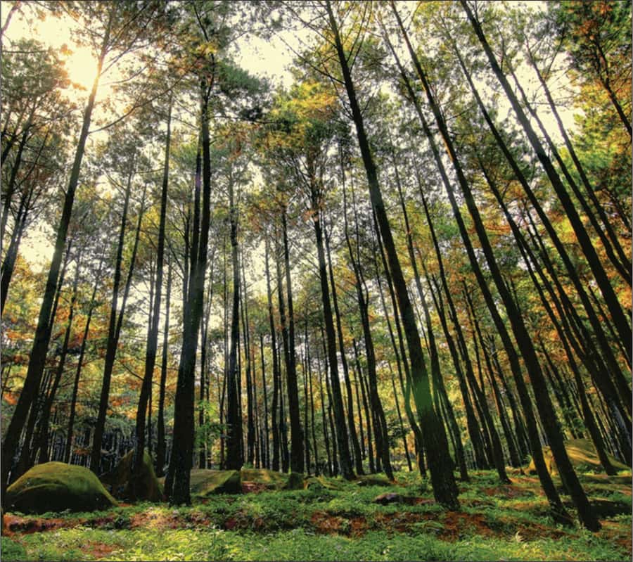 Yogyakarta: Jurang Tembelan, Pine Forest, and Timang Beach - Should You Book This Jurang Tembelan and Timang Beach Tour?