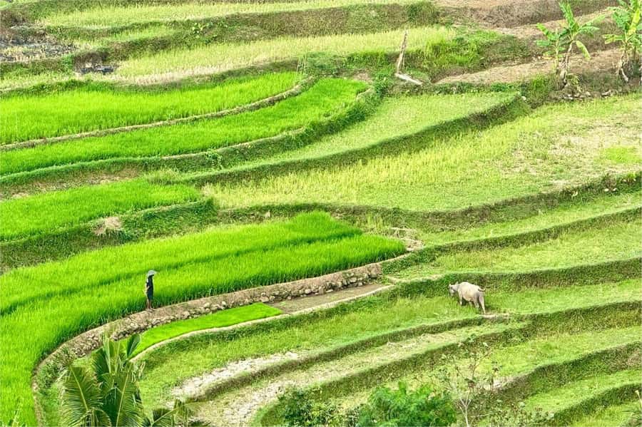 Yogyakarta: Selogriyo Temple, Rice Terraces & Waterfall Tour - Entering Selogriyo Temple: Walking Up With Quiet Views