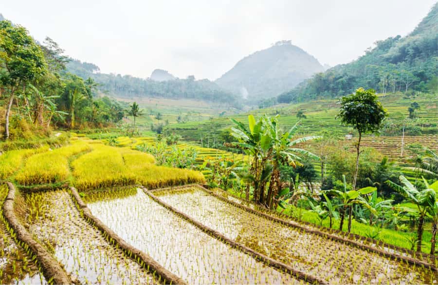 Yogyakarta: Selogriyo Temple Tour & Java Rice Terrace Trek - Quick reasons this Selogriyo trek works