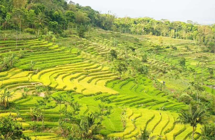 Yogyakarta: Selogriyo Temple Tour & Java Rice Terrace Trek - Getting to Selogriyo Temple from Yogyakarta, and why timing matters