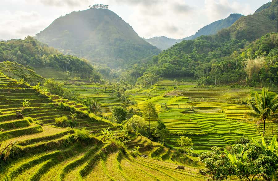Yogyakarta: Selogriyo Temple Tour & Java Rice Terrace Trek - Rice terraces trek: what you’re really walking through