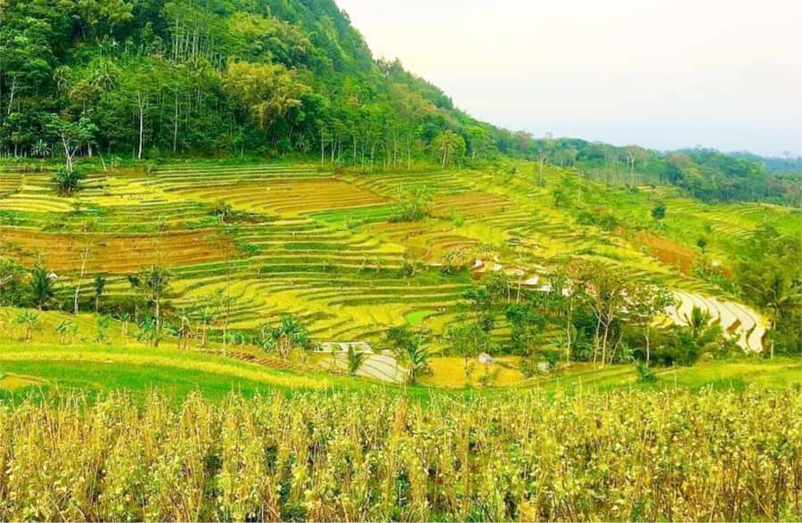Yogyakarta: Selogriyo Temple Tour & Java Rice Terrace Trek - The temple approach: quiet stairs, garden time, and Hindu details